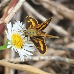 Ocybadistes walkeri at Wodonga, VIC - 10 Mar 2025 02:51 PM