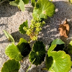 Hydrocotyle bonariensis (Pennywort) at Green Cape, NSW - 8 Mar 2025 by HelenCross