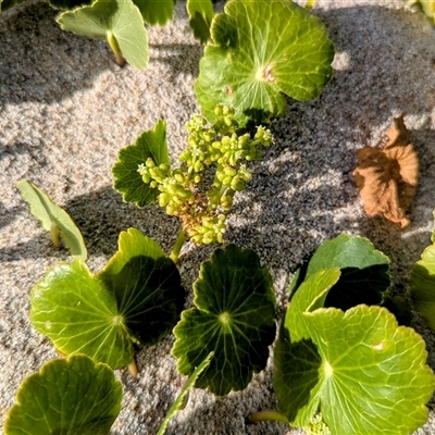 Hydrocotyle bonariensis (Pennywort) at Green Cape, NSW - 8 Mar 2025 by HelenCross