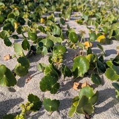 Hydrocotyle bonariensis at Green Cape, NSW - 8 Mar 2025 05:06 PM