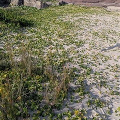 Hydrocotyle bonariensis at Green Cape, NSW - 8 Mar 2025 05:06 PM