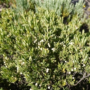 Leucopogon parviflorus at Pelican Lagoon, SA - 5 Dec 2024 by RobG1