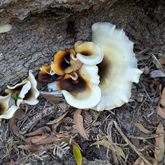 Omphalotus nidiformis (Ghost Fungus) at Green Cape, NSW - 9 Mar 2025 by HelenCross