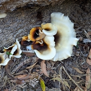 Omphalotus nidiformis at Green Cape, NSW - 9 Mar 2025 10:03 AM