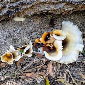 Omphalotus nidiformis at Green Cape, NSW - 9 Mar 2025 10:03 AM