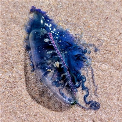 Physalia utriculus at Green Cape, NSW - 9 Mar 2025 by HelenCross