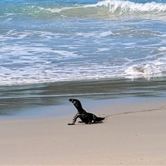 Varanus rosenbergi at Green Cape, NSW - Yesterday by HelenCross