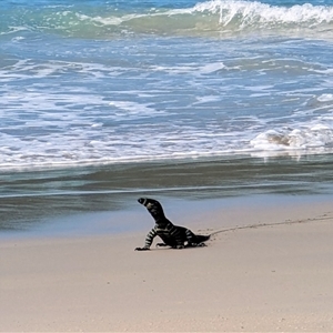 Varanus rosenbergi at Green Cape, NSW - 9 Mar 2025 by HelenCross