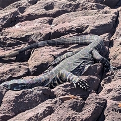 Varanus varius at Green Cape, NSW - suppressed