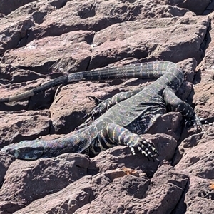 Varanus varius at Green Cape, NSW - suppressed