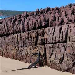 Varanus varius at Green Cape, NSW - suppressed