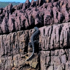 Varanus varius at Green Cape, NSW - suppressed