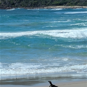 Varanus varius at Green Cape, NSW - suppressed