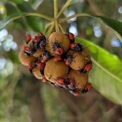 Dindymus versicolor at Green Cape, NSW - 9 Mar 2025 11:53 AM