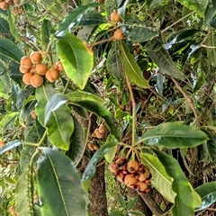 Pittosporum undulatum (Sweet Pittosporum) at Green Cape, NSW - 9 Mar 2025 by HelenCross