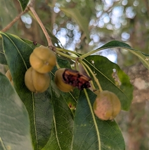 Pittosporum undulatum at Green Cape, NSW - 9 Mar 2025 11:53 AM