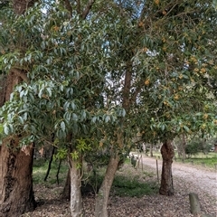 Pittosporum undulatum at Green Cape, NSW - 9 Mar 2025 11:53 AM