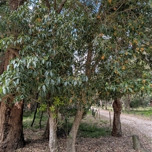 Pittosporum undulatum at Green Cape, NSW - 9 Mar 2025 11:53 AM