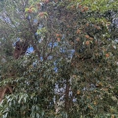 Pittosporum undulatum at Green Cape, NSW - 9 Mar 2025 11:53 AM