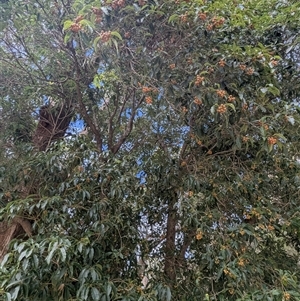 Pittosporum undulatum at Green Cape, NSW - 9 Mar 2025 11:53 AM