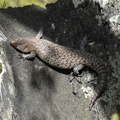 Egernia cunninghami (Cunningham's Skink) at Ainslie, ACT - 18 Dec 2024 by RobG1