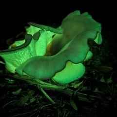 Omphalotus nidiformis at Green Cape, NSW - 9 Mar 2025 09:05 PM