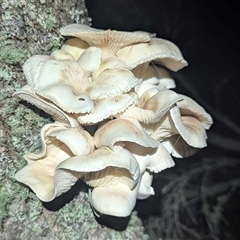 Omphalotus nidiformis at Green Cape, NSW - 9 Mar 2025 09:05 PM