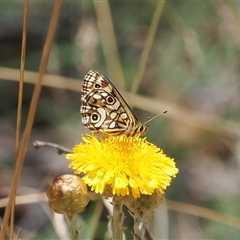 Oreixenica lathoniella (Silver Xenica) at Cotter River, ACT - 5 Mar 2025 by RAllen