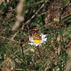 Oreixenica lathoniella at Cotter River, ACT - 5 Mar 2025 12:25 PM