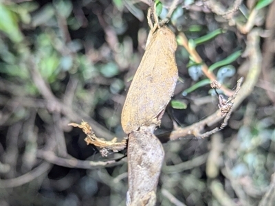 Elhamma australasiae (A Swift or Ghost moth (Hepialidae)) at Green Cape, NSW - 9 Mar 2025 by HelenCross