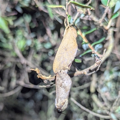 Elhamma australasiae (A Swift or Ghost moth (Hepialidae)) at Green Cape, NSW - 9 Mar 2025 by HelenCross