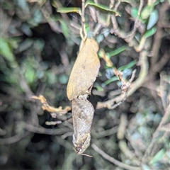 Elhamma australasiae at Green Cape, NSW - 9 Mar 2025 09:06 PM