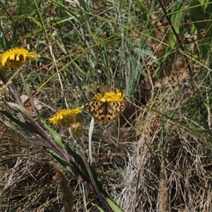 Heteronympha cordace at Cotter River, ACT - 5 Mar 2025 12:30 PM