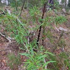 Lomatia myricoides (River Lomatia) at Paddys River, NSW - 10 Mar 2025 by joscobie