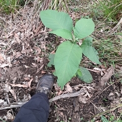 Solanum mauritianum (Wild Tobacco Tree) at Cambewarra, NSW - Yesterday by VanceLawrence