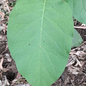 Solanum mauritianum at Cambewarra, NSW - 9 Mar 2025 02:02 PM