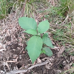 Solanum mauritianum at Cambewarra, NSW - 9 Mar 2025 02:02 PM