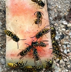 Vespula germanica (European wasp) at Uriarra Village, ACT - 10 Mar 2025 by RWPurdie