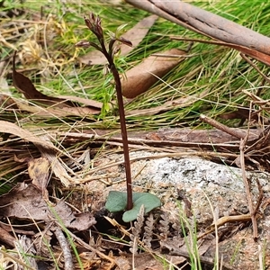 Acianthus exsertus (Large Mosquito Orchid) at Palerang, NSW - Yesterday by Bubbles