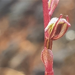 Acianthus exsertus at Palerang, NSW - suppressed