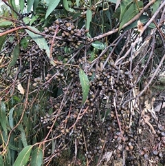 Eucalyptus bridgesiana at Ghan, NT - Yesterday by Frecko