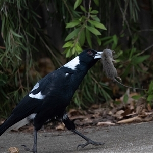 Gymnorhina tibicen (Australian Magpie) at Scullin, ACT - Yesterday by AlisonMilton