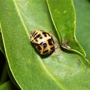 Harmonia conformis (Common Spotted Ladybird) at Higgins, ACT - 24 Feb 2025 by AlisonMilton