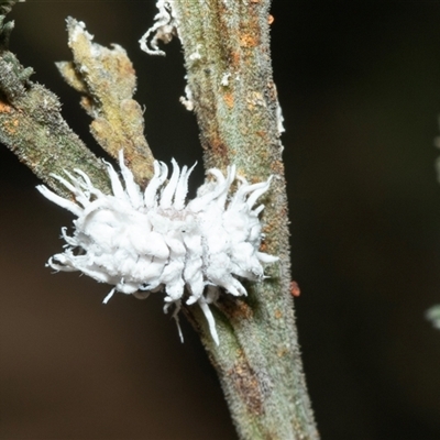 Cryptolaemus montrouzieri (Mealybug ladybird) at Higgins, ACT - 24 Feb 2025 by AlisonMilton