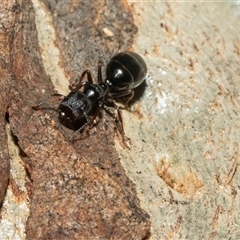 Colobopsis gasseri (An arboreal ant) at Higgins, ACT - 24 Feb 2025 by AlisonMilton