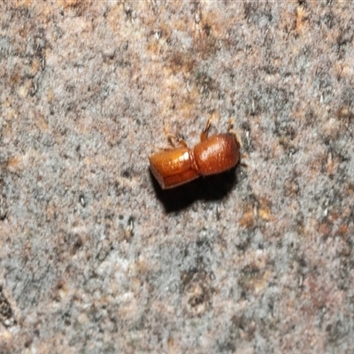 Bostrichidae (Family) (Auger Beetles) at Higgins, ACT - 24 Feb 2025 by AlisonMilton