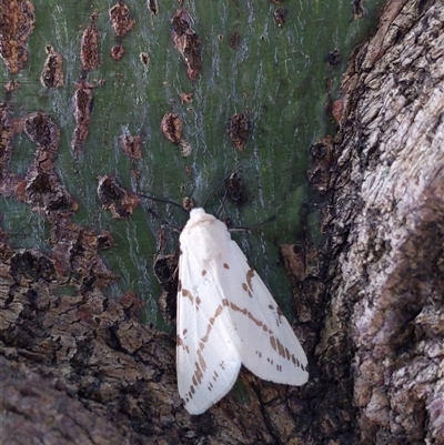 Ardices canescens (Dark-spotted Tiger Moth) at Thirroul, NSW - 10 Mar 2025 by PaperbarkNativeBees