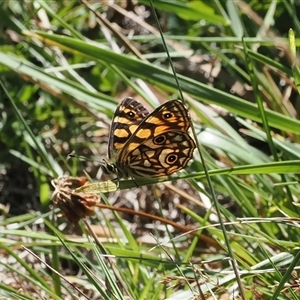 Oreixenica lathoniella (Silver Xenica) at Cotter River, ACT - 5 Mar 2025 by RAllen