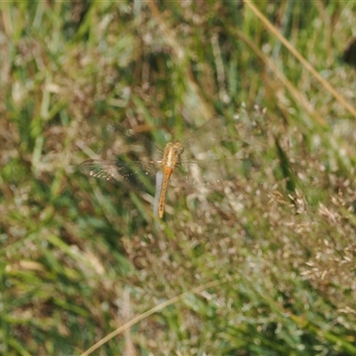 Diplacodes bipunctata (Wandering Percher) at Cotter River, ACT - 5 Mar 2025 by RAllen