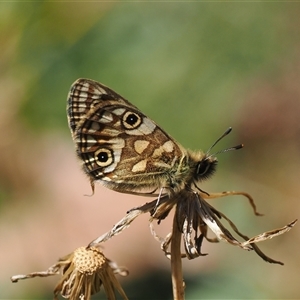 Oreixenica lathoniella at Cotter River, ACT - 5 Mar 2025 by RAllen